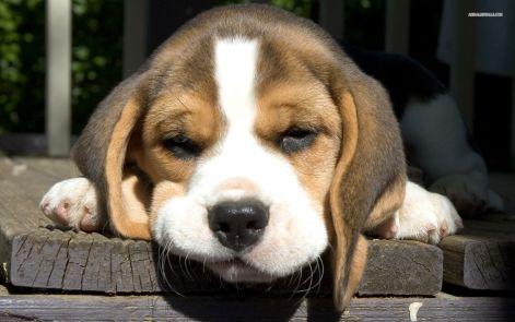 beagle-puppy-642-1680x1050.jpg
